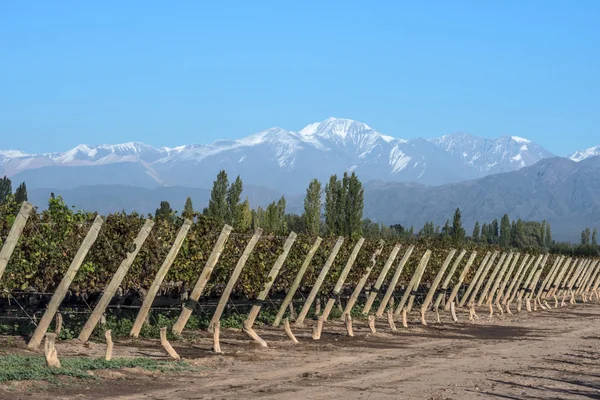 Early morning in the Argentine province of Mendoza — Stock Photo, Image
