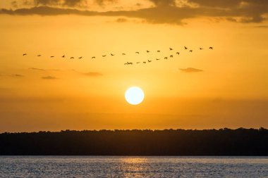 Parnaiba Nehri'nin Kuzey Brezilya delta üzerinde Kızıl aynak