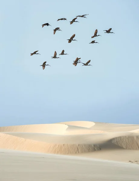 Scarlet ibis under öken packar ihop av Parnaiba, norra Brasilien — Stockfoto