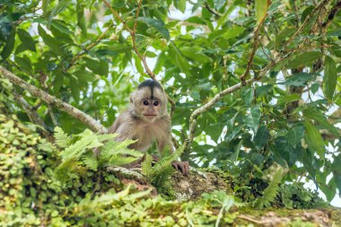 Capuchin monkey in Misahualli, Amazon Napo province, Ecuador clipart