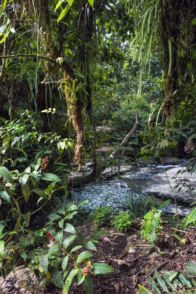 Selva tropical amazónica en —  Fotos de Stock