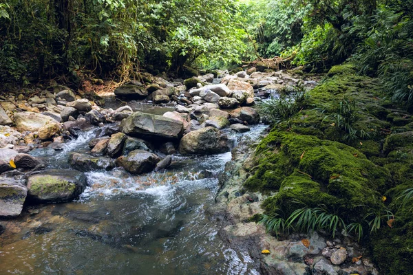 Selva tropical amazónica en Misahualli, provincia de Napo, Ecuador —  Fotos de Stock