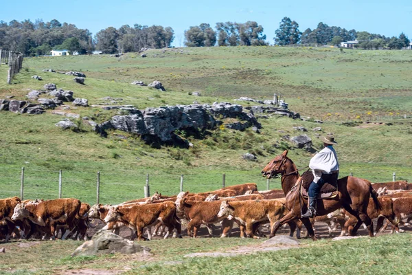 Gauchos (sydamerikanska cowboys) samla flocken — Stockfoto