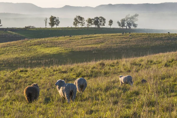 Pastoral kırsal manzara Batovi Hill, Uruguay — Stok fotoğraf