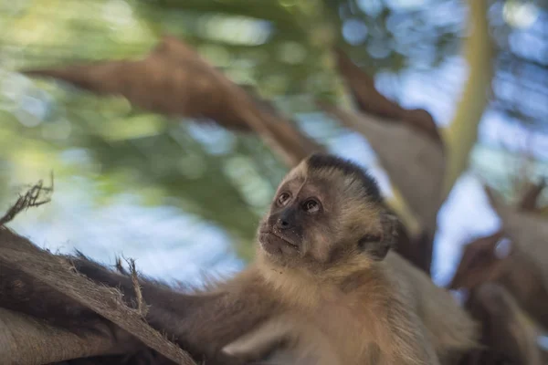Capuchin monkey, Maranhao state, Brazil — Stock Photo, Image
