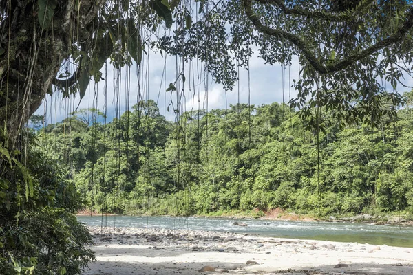 Amazon, weergave van het tropische regenwoud, Rio Napo, Ecuador — Stockfoto