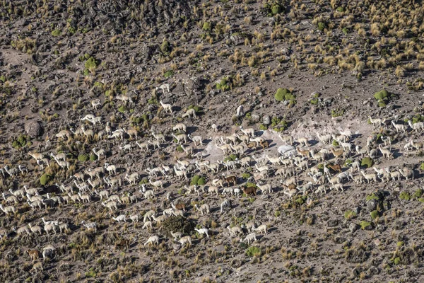 Llamas y alpacas pastan en las montañas cerca de Arequipa, Perú — Foto de Stock