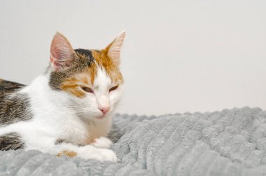 Üç renkli kedi yatakta uyuyakalır, gri ekose. Evcil hayvan.