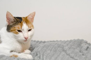 Üç renkli kedi yatakta uyuyakalır, gri ekose. Evcil hayvan.