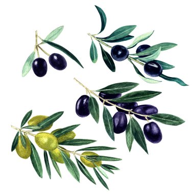 Bir dizi element suluboya zeytin dalı