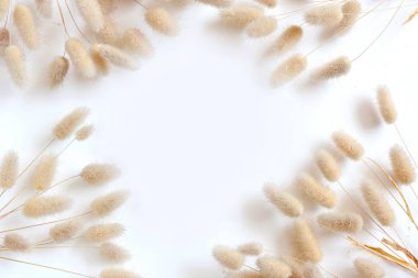 Frame of Dry grass isolated on white background. spikes dry lagurus 