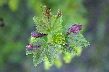 Hastalıklı frenk üzümleri. Bahçedeki kuşüzümü yaprakları. Mantar hastalığı antrakburun üzümü bırakıyor.