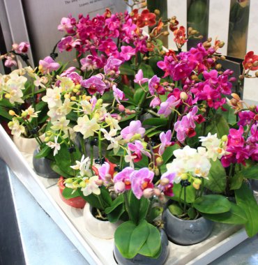 Çiçek saksılarında çok renkli mini falaenopsis orkidesi. Bir çiçek fuarında saksıda renkli orkide çiçekleri