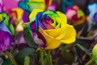 Çok renkli taç yapraklı gökkuşağı güllerinin makro görüntüsü