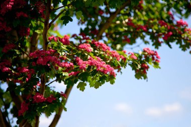 Latince Crataegus laevigata 'daki Hawthorn ağacı. Bahçesinde parlak pembe çiçekler var. Mavi gökyüzü arka planında Hawthorn dalı