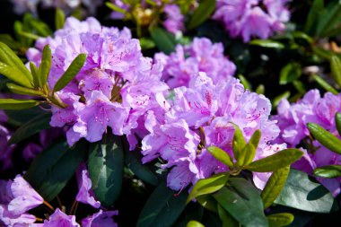 Bahar bahçesinde Rhododendron çiçeklenme çiçekler. Rhododendron dökmeyen Shrub. Güzel mor Rhododendron yakın u