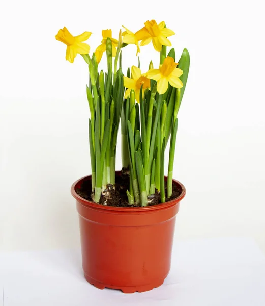 Yellow daffodils in a pot isolated on a white background. Daffodil spring flowers