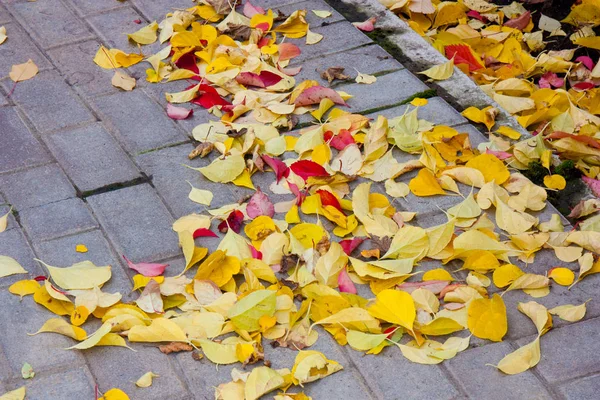 Hojas Rojas Amarillas Otoño Acera Aire Libre Imagen Fondo Colorida —  Fotos de Stock