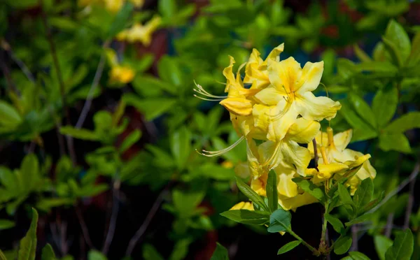 檀香山杜鹃 花园里盛开的黄色杜鹃花 黄杜鹃在后面开了花 — 图库照片