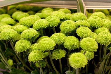 Bir buket yeşil kasımpatı.