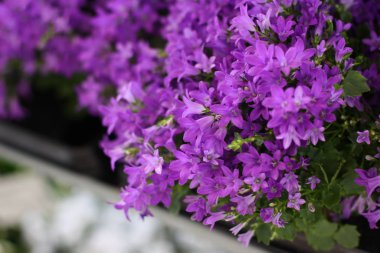 Mavi çan çiçeği ya da campanula çiçeği 