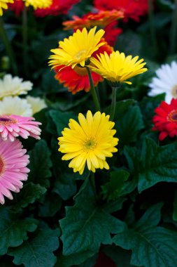Bahçedeki sarı Gerbera Daisie. Renkli Gerbera papatyaları