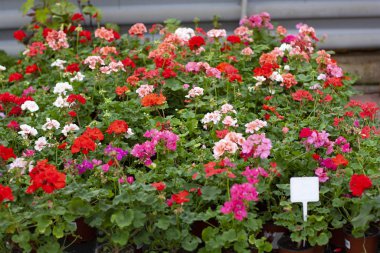Çiçek saksılarında çok renkli bir pelargonyum. Çiçekçide saksılarda renkli sardunyalar