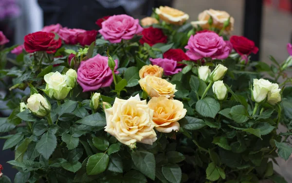 Beautiful multicolored mini rose in flower pots. olorful roses in pots at a flower show. Indoor and garden plants