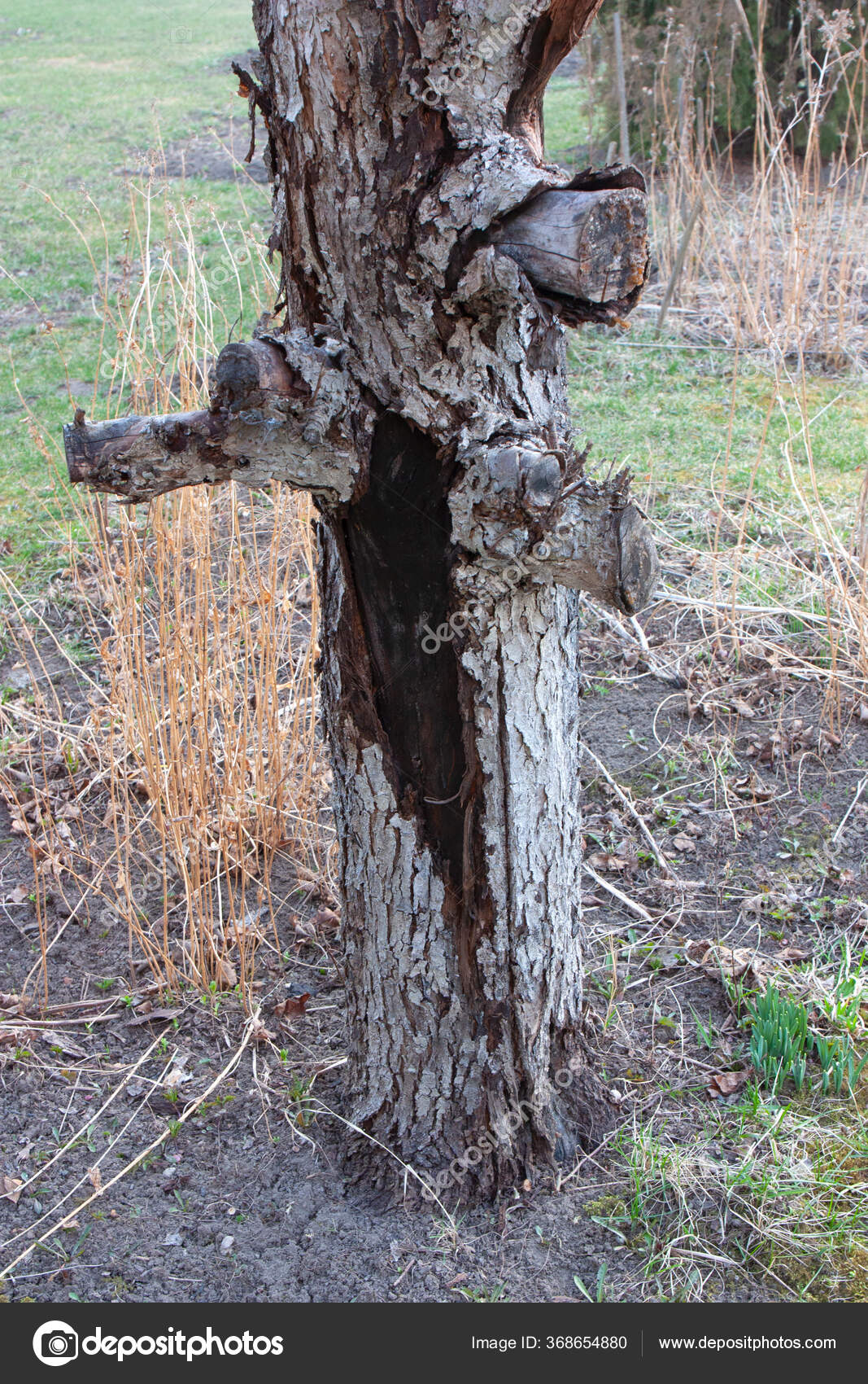 Apple Tree Disease Black Cancer Bark Apple Tree Stock Photo by