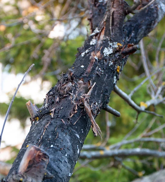 Apple tree disease Stock Photos, Royalty Free Apple tree disease Images