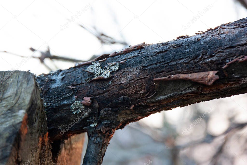 Apple tree disease apple tree bark damaged by black cancer