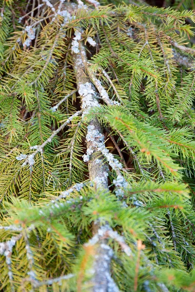 Fir Träd Grenar Med Gröna Nålar Närbild Och Lavar Barrsvamp — Stockfoto
