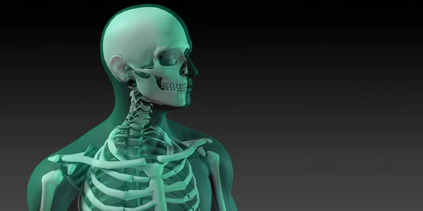 Medical Illustration of Human Body and Bones — Stock Photo, Image