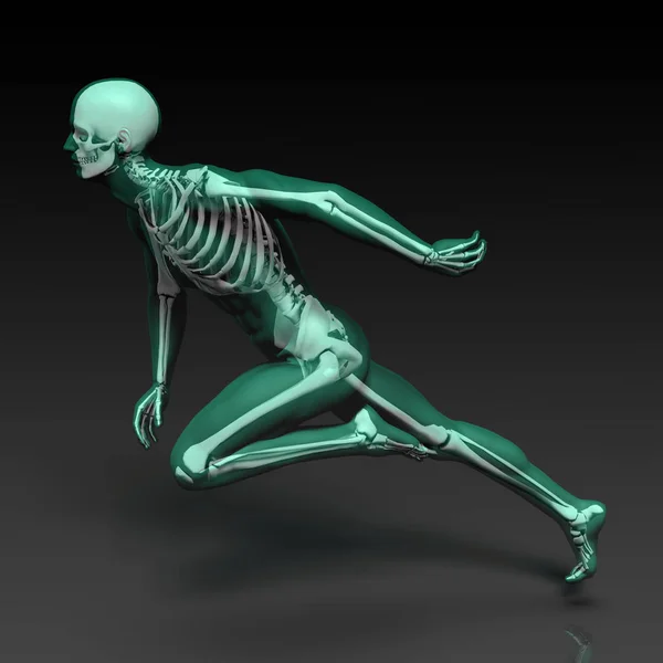 인간의 뼈 구조 다이어그램 — 스톡 사진