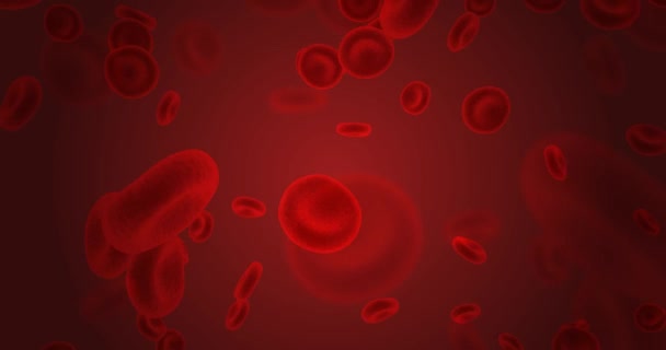 Röda blodkroppar som flyter genom kroppen — Stockvideo