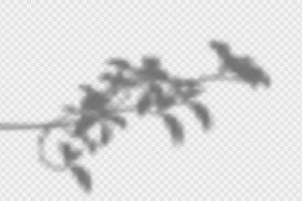 Schatten Overlay Effekt Transparenter Schatten Von Blättern Zweigen Pflanzen Und — Stockvektor