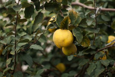 Ağaçta olgun organik ayvalar var. Doğal tarım..