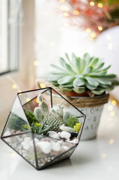 Florario de vidrio y maceta con diferentes suculentas en el alféizar de la ventana. Luz natural del día . —  Fotos de Stock