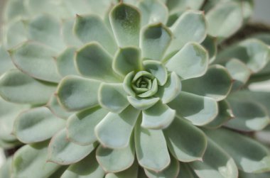 arka plan doğası. Doğal arka plan Kaktüs sulu bitki, floraryum fotoğrafı