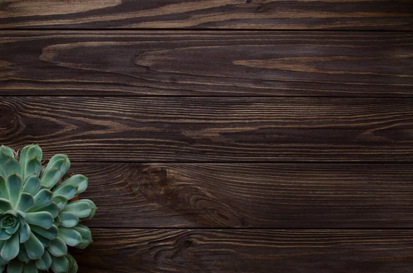 Estilo Suculento Sobre Fondo Madera Madera Marrón Natural —  Fotos de Stock