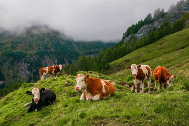 Alpes dağda otlayan inekler 