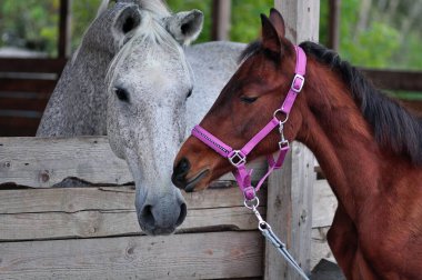 İki büyük ve küçük at