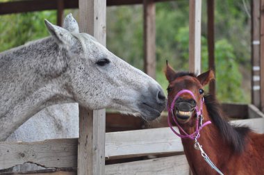 Colt dişlerini gri ata gösteriyor.