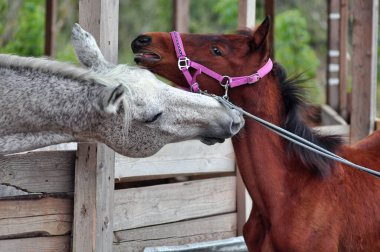 Sokakta oynayan iki at.