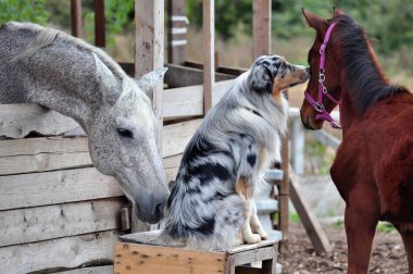 Colt, gri at ve Avustralyalı