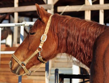 Güneşli kış gündüzdür ve at
