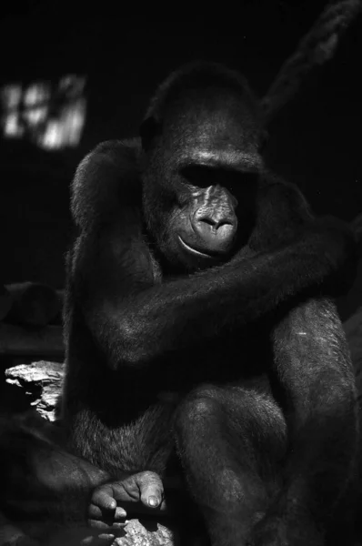 Siyah beyaz dalgın goril