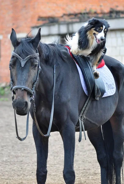 Pastor Australiano Mira Hacia Abajo Desde Caballo — Foto de Stock