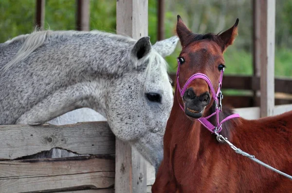 Portrait Cheval Gris Poulain Tourné Vers Avenir — Photo