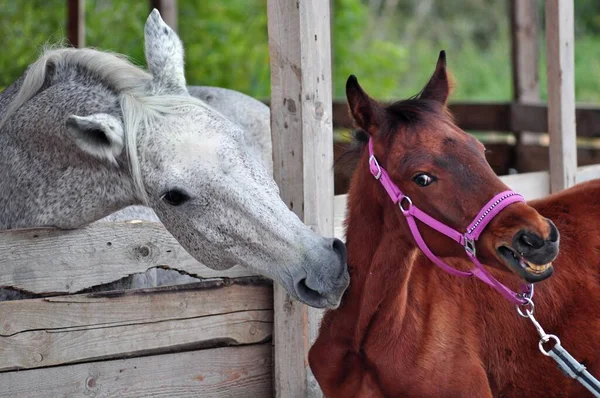 Gri at ve tayın leylak ipliğinde